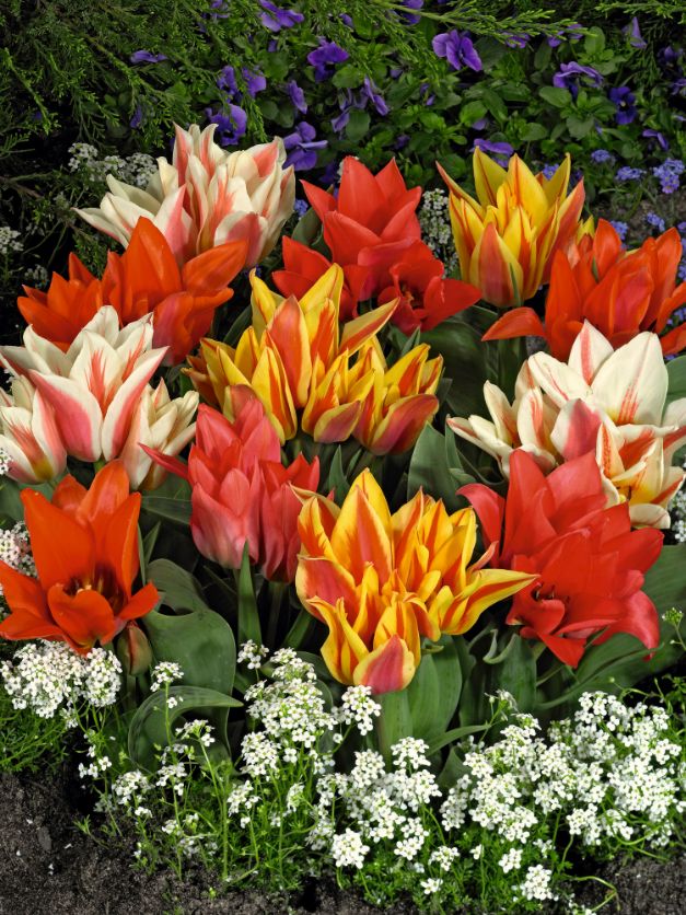 Tulp Mix Meerbloemig Multiflores